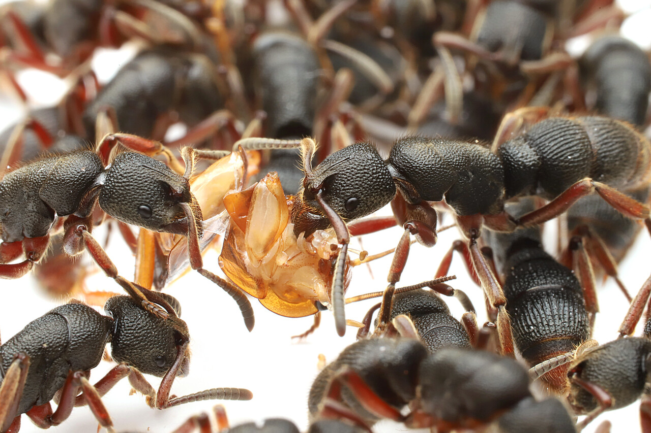 昆虫標本 未展脚標本 アフリカ産 タルサトゥスフトハリアリ 悪臭アリ 女王蟻 昆虫標本 未展脚標本 アフリカ産 タルサトゥスフトハリアリ 悪臭アリ