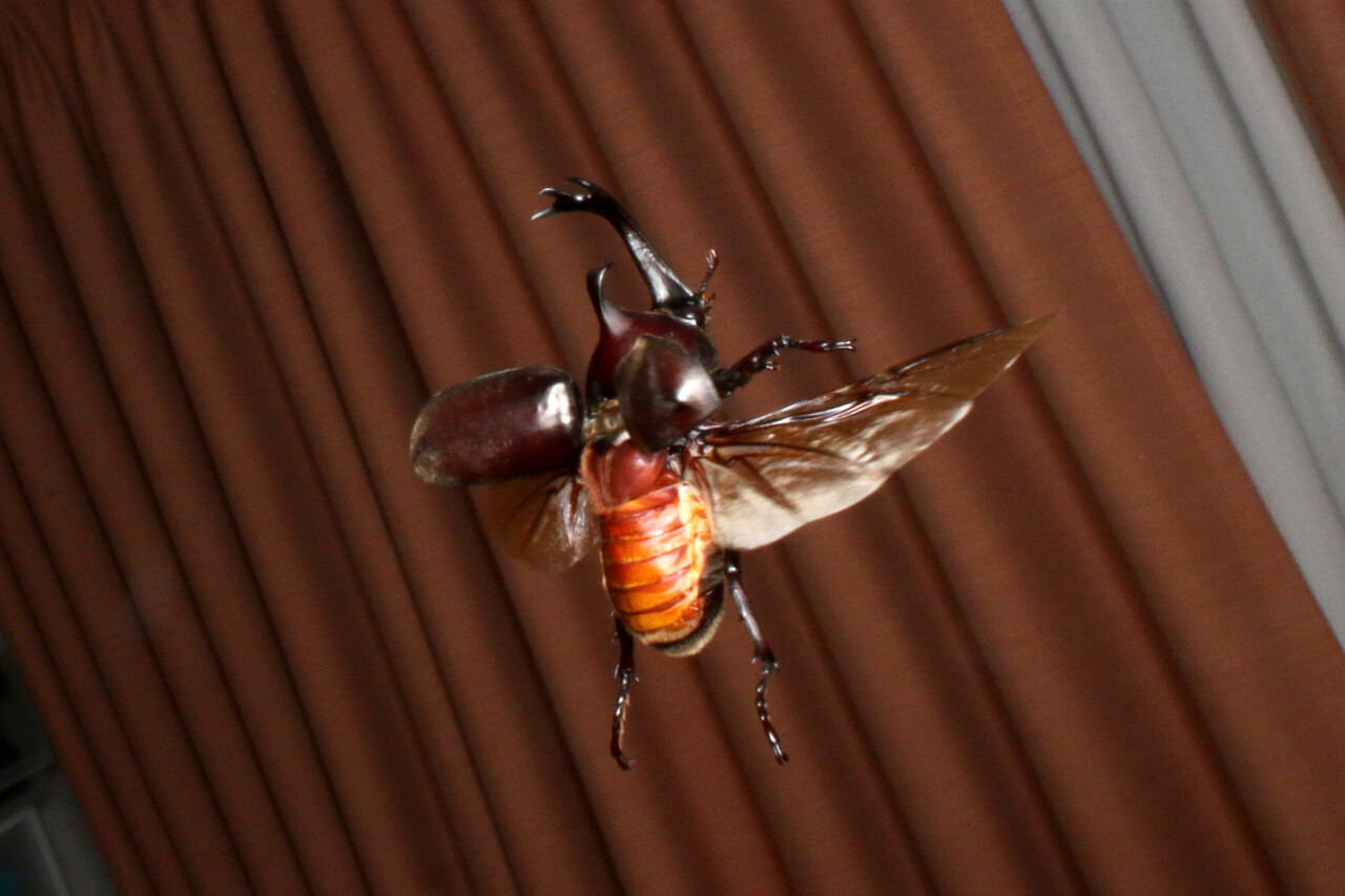 ありんこ日記 Antroom アリ以外の生き物