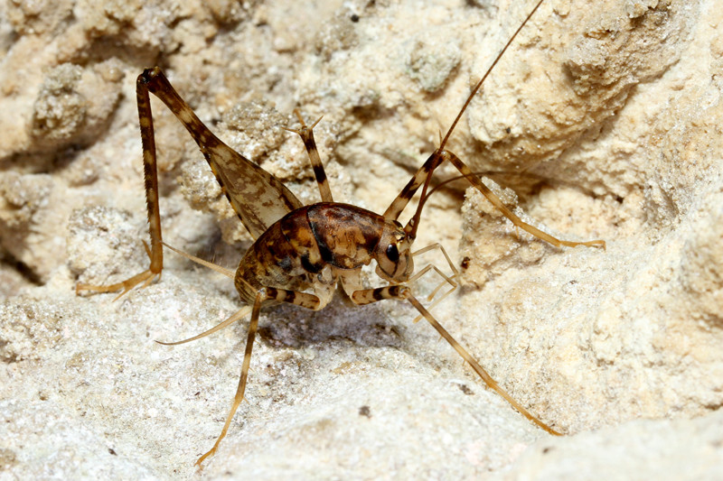 2月の石垣島 沖縄本島 その1 カマドウマは可愛い ありんこ日記 Antroom