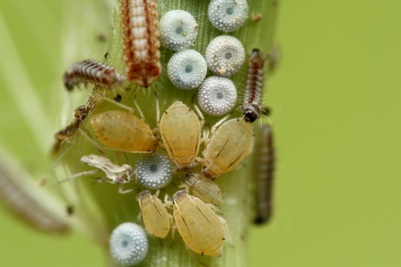 アブラムシから甘露をもらうクロシジミ ありんこ日記 Antroom