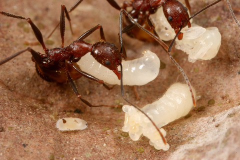 ���ӥʥ������ʥ�����������餹���ꥹ����