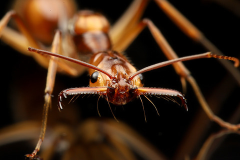 Odontomachus hastatus