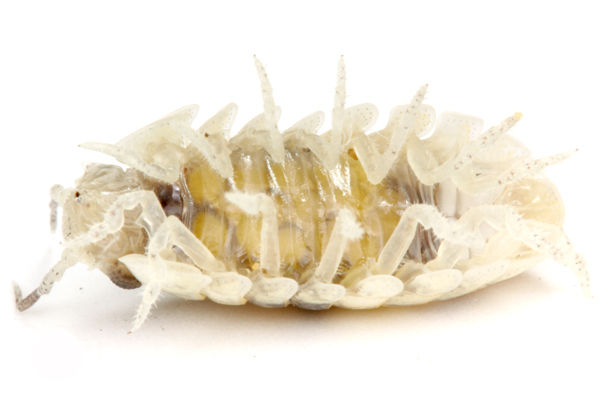 個性豊かなダンゴムシ : ありんこ日記 AntRoom