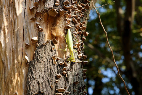 ハラビロカマキリ