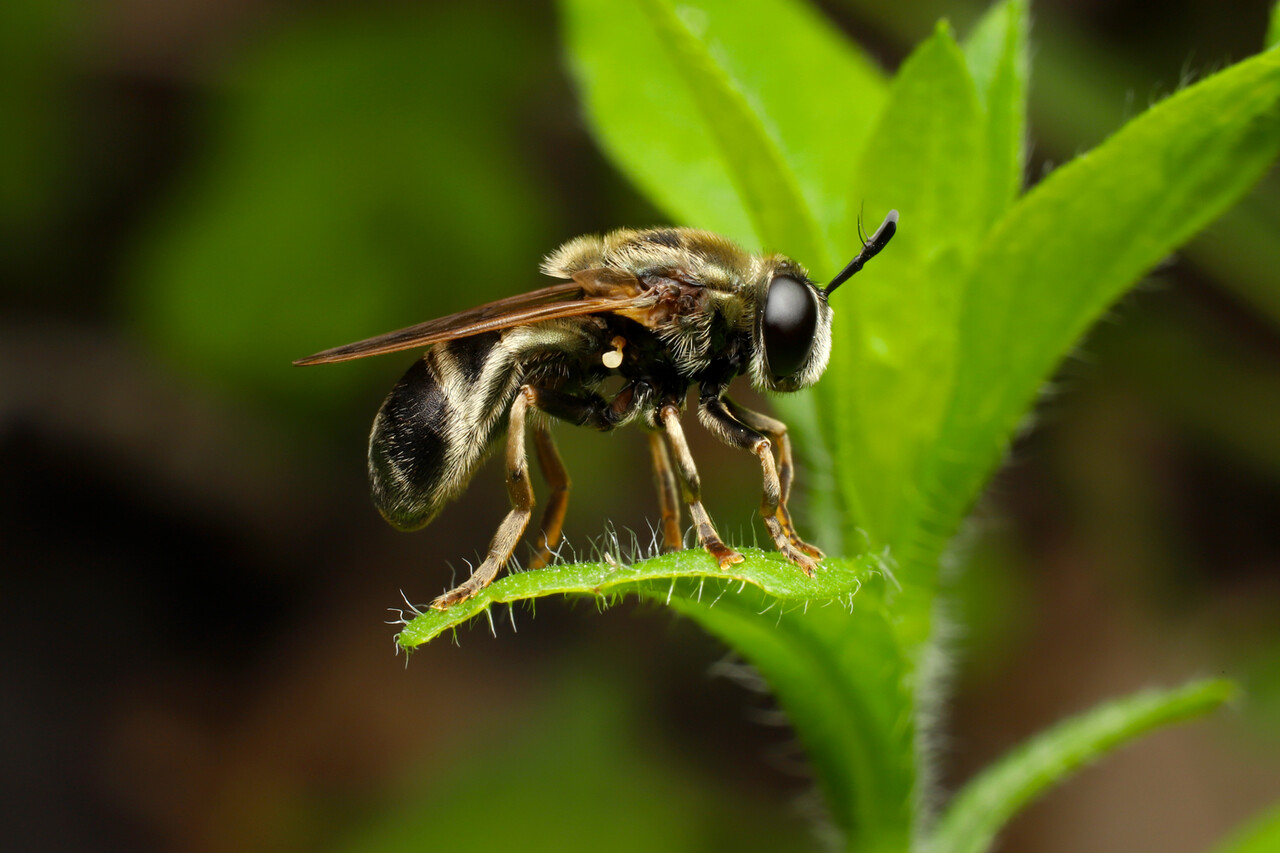 ありんこ日記 Antroom