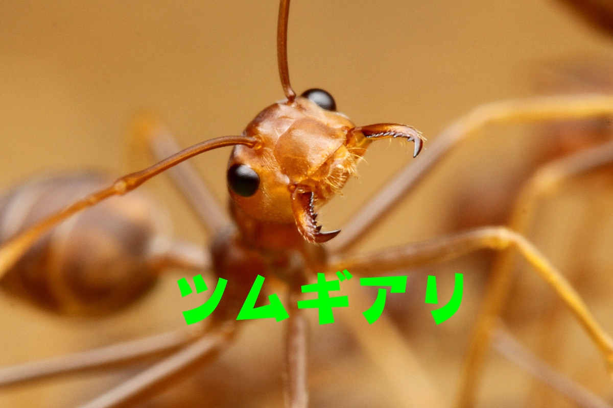 戦う危険生物大百科 最恐生物決定戦 ありんこ日記 Antroom 戦う危険生物大百科 最恐生物決定戦 ありんこ日記 Antroom