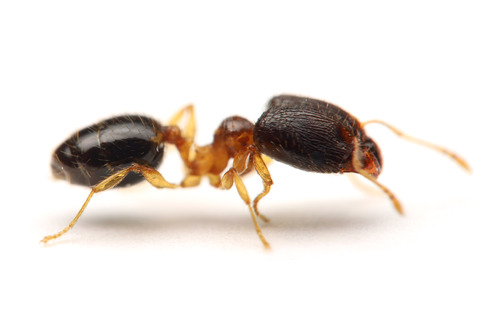 黒いヒメオオズアリ