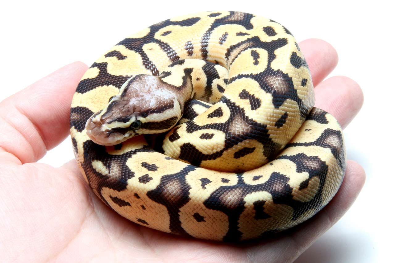 初めてのボールパイソン飼育 ありんこ日記 Antroom 初めてのボールパイソン飼育 ありんこ日記 Antroom