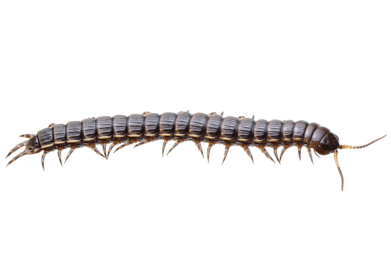 ヨロイオオムカデの色の変化 ありんこ日記 Antroom