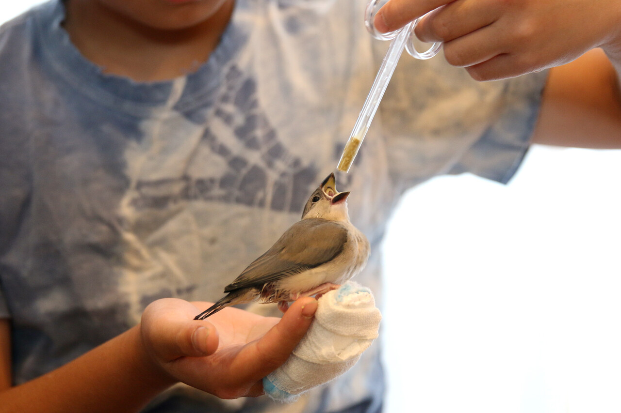桜文鳥の飼育 ありんこ日記 Antroom