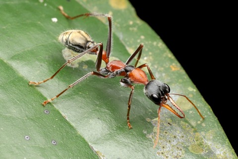 熱帯雨林のキバハリアリ Myrmecia nigrocincta