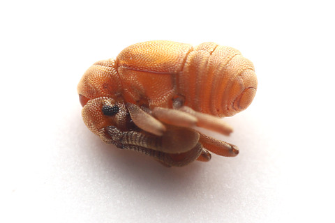 Apharinodes papageno