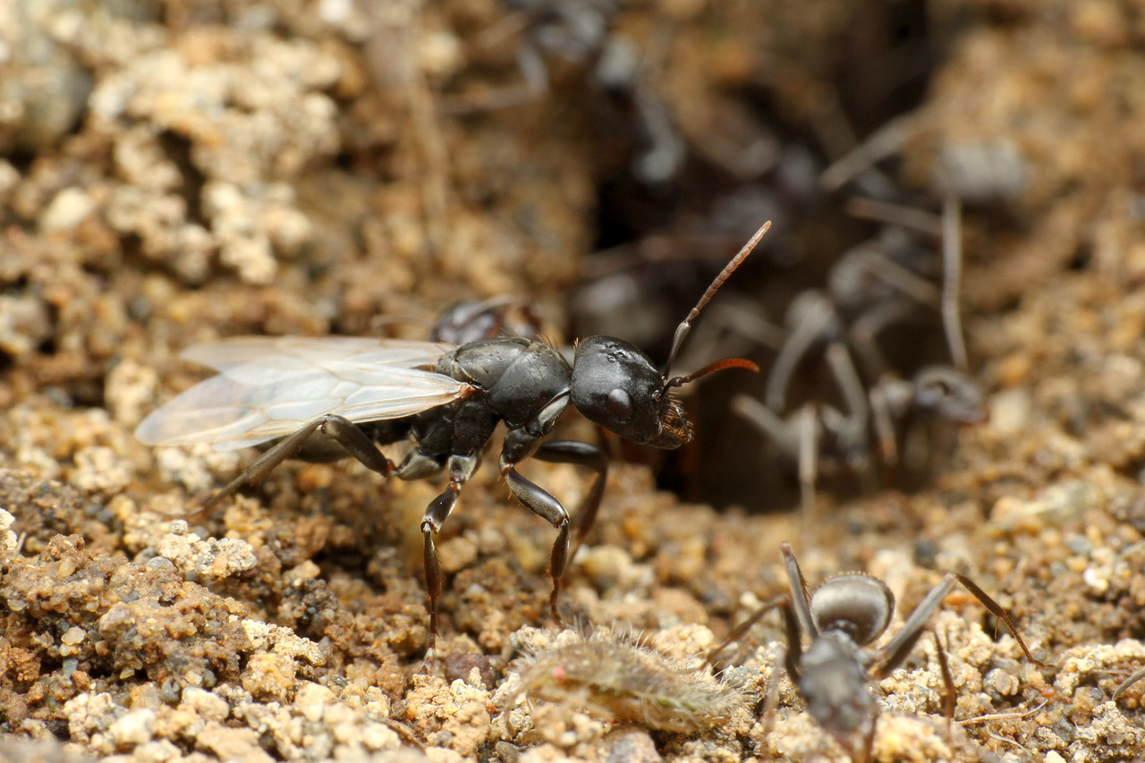 サムライアリの結婚飛行 ありんこ日記 Antroom