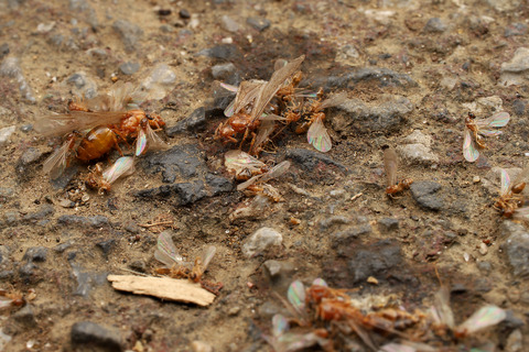 キイロシリアゲアリの結婚飛行
