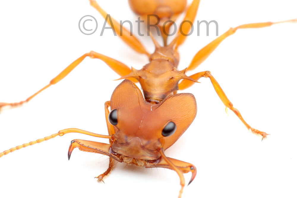 ついに発表！！ 「いきもの大図鑑 あり」 : ありんこ日記 AntRoom