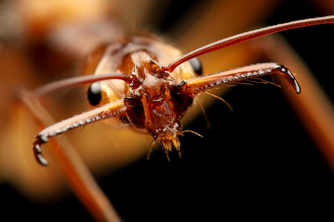 Odontomachus hastatus