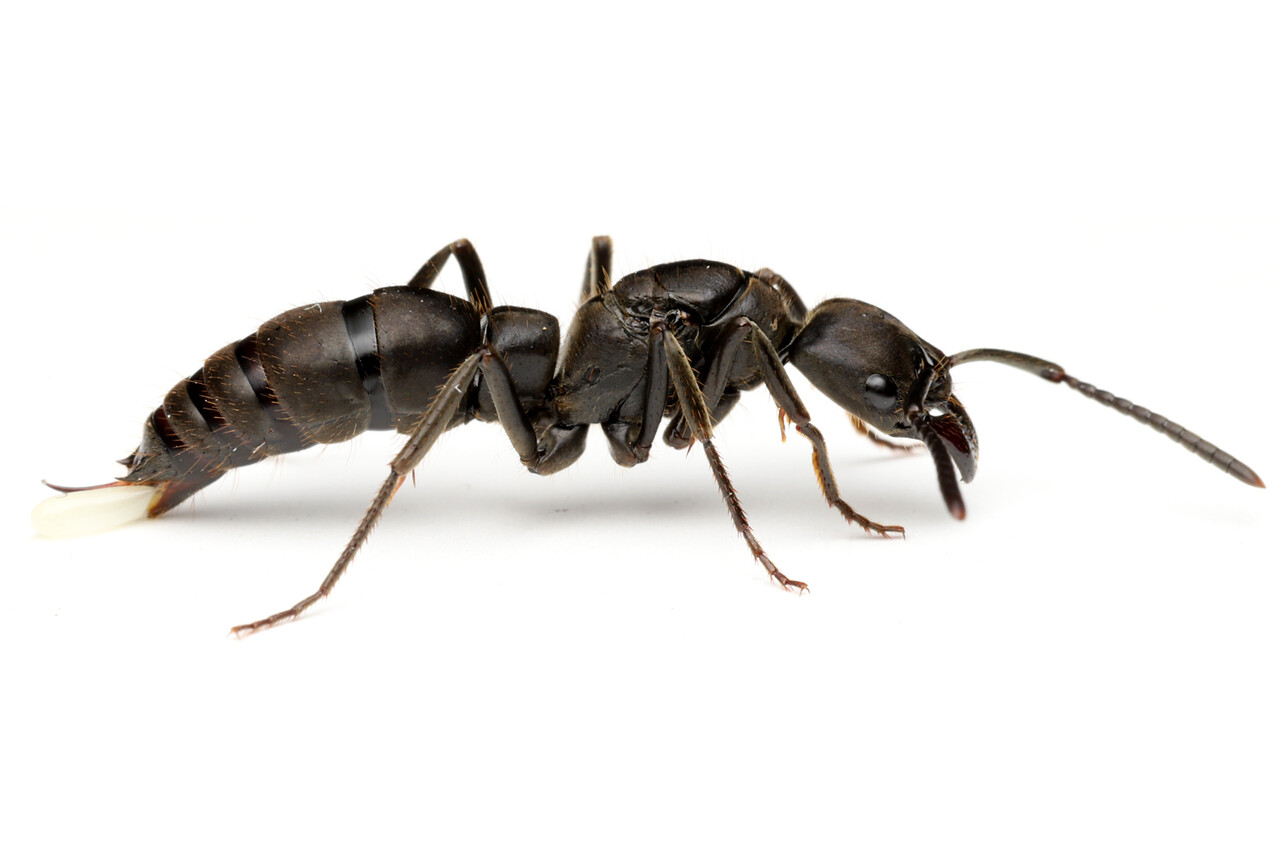 アフリカ産 タルサトゥスフトハリアリ 悪臭アリ Paltothyreus tarsatus