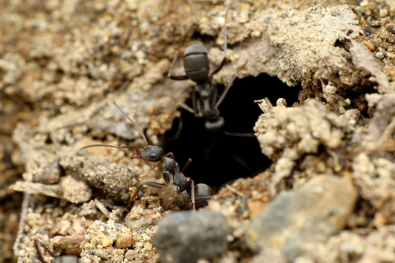 サムライアリの結婚飛行 : ありんこ日記 AntRoom