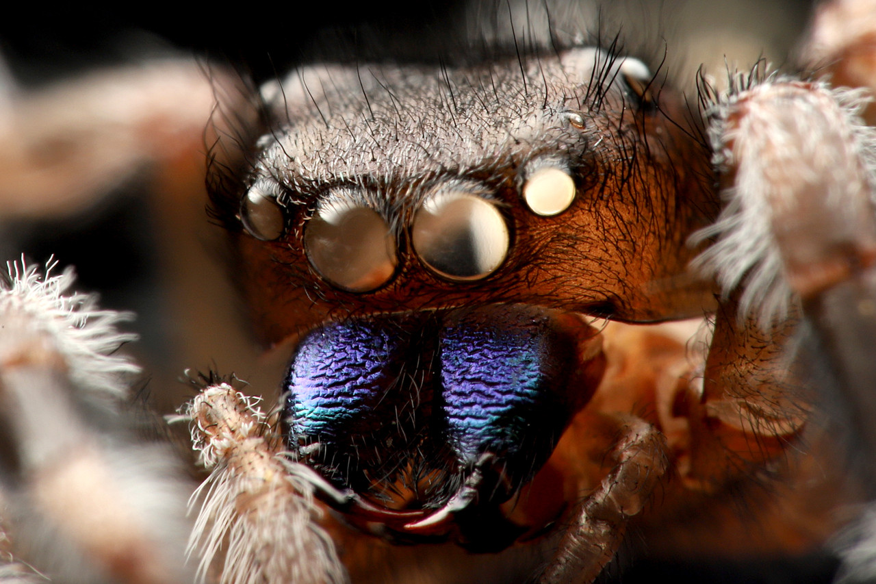 抜け殻も美しい リーガルジャンピングスパイダー ありんこ日記 Antroom 抜け殻も美しい リーガルジャンピングスパイダー ありんこ日記 Antroom