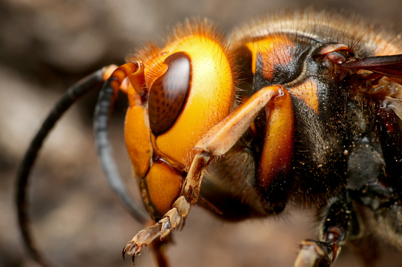 ありんこ日記 Antroom