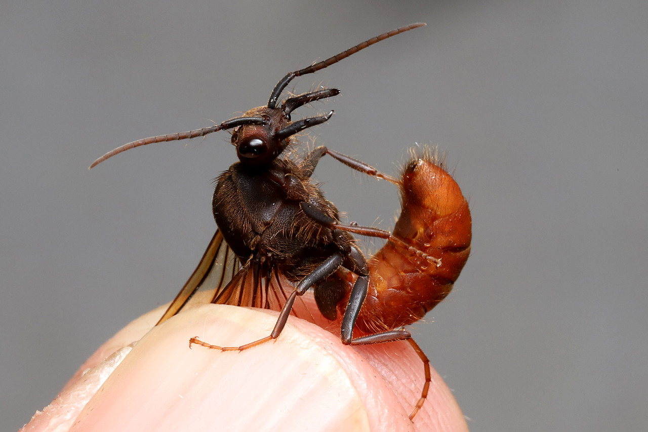 グンタイアリのオス探し ありんこ日記 Antroom