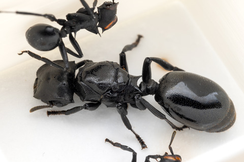 �ʥ٥֥����� Cephalotes atratus
