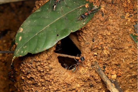 熱帯雨林のキバハリアリ Myrmecia nigrocincta