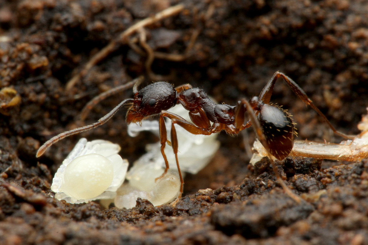 アリの巣で暮らすクロアリヅカエンマムシ ありんこ日記 Antroom