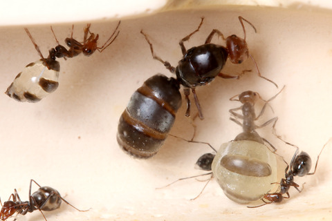 �ߥĥĥܥ����̪��