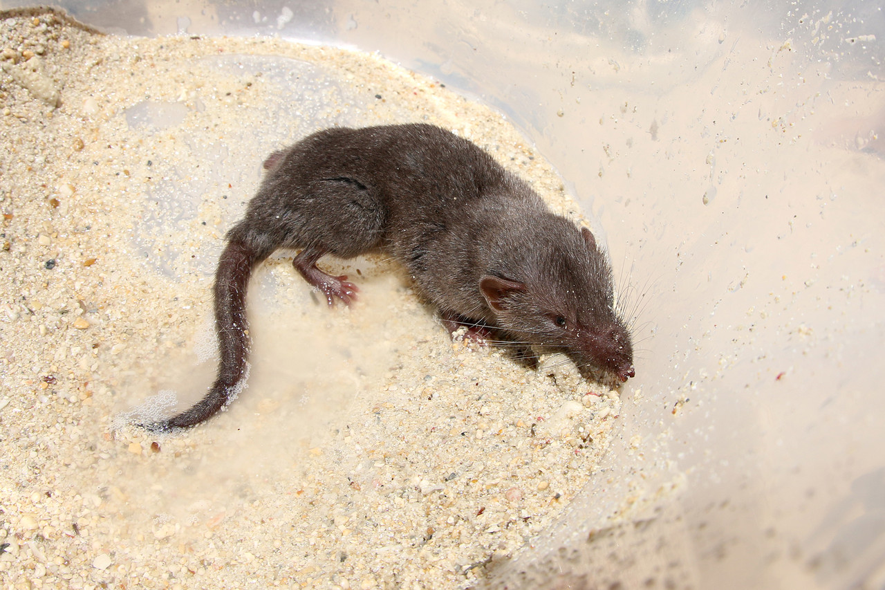 麝香鼠
