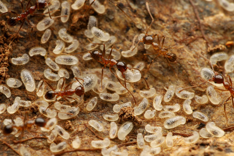 オオズアリの巣