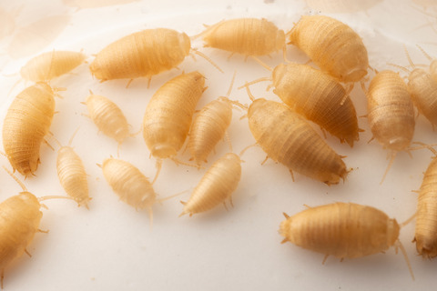 �������ꥷ��