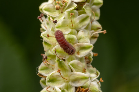 ���ޥ����ߤλ���