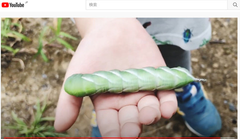 スズメガ