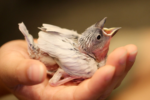 文鳥を育てる