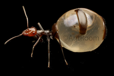 �ߥĥĥܥ���