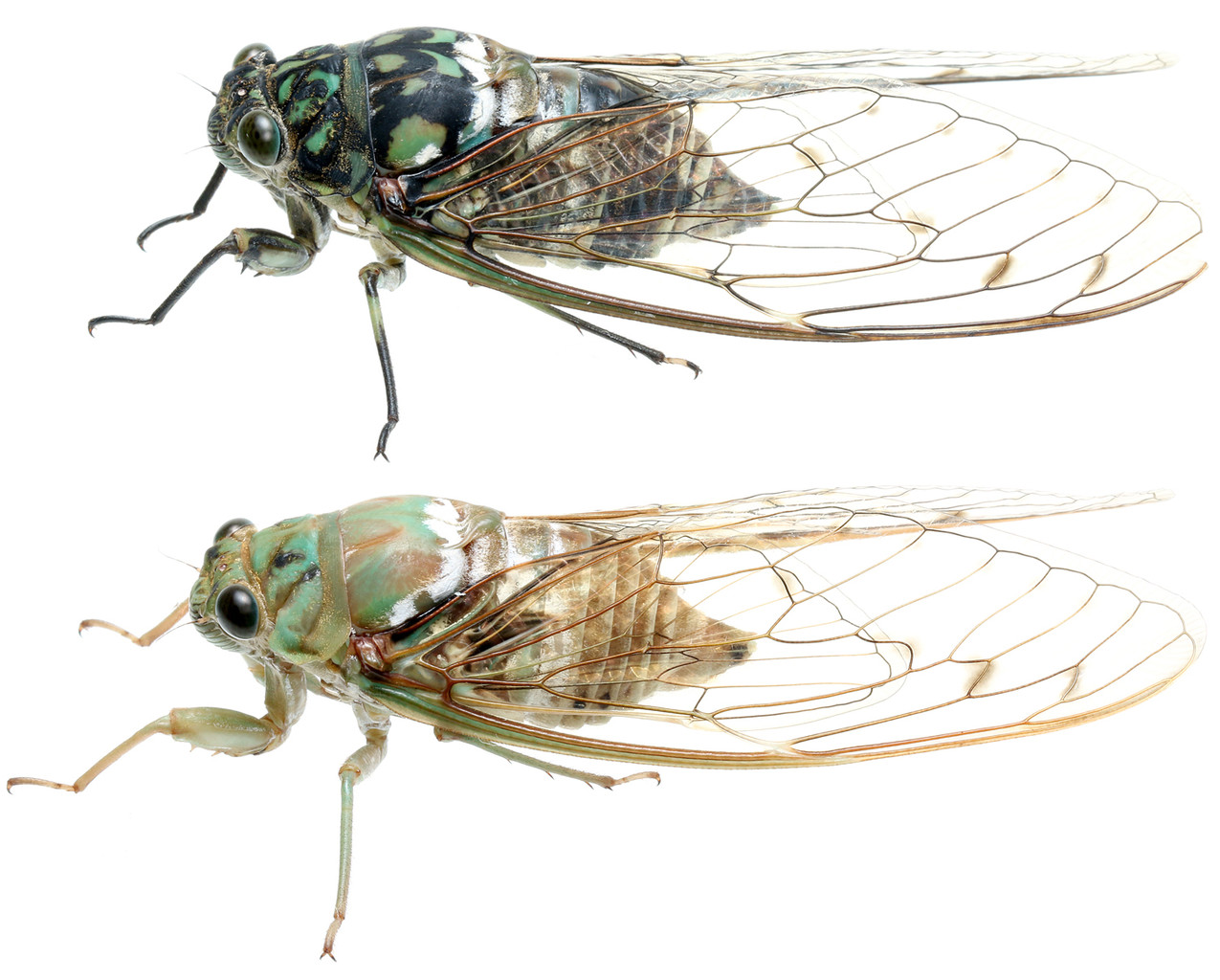 ミンミンゼミの色彩変異 ありんこ日記 Antroom