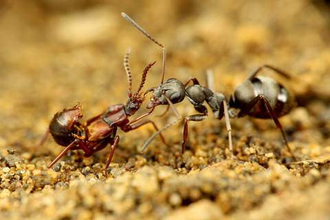 �ϥ�������Υ��ϥͥ�����