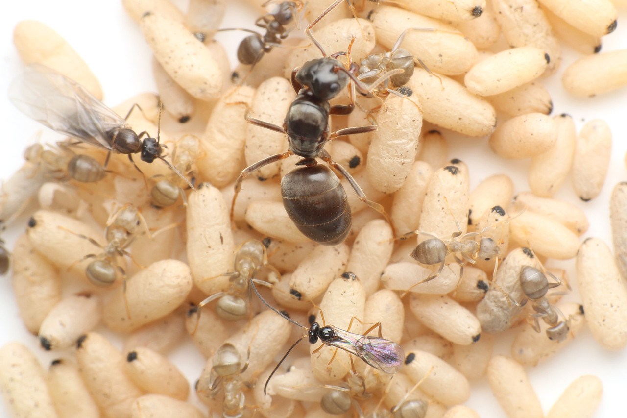 トビイロケアリに寄生するハチとアリ ありんこ日記 Antroom