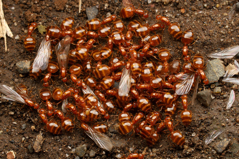 キイロシリアゲアリ