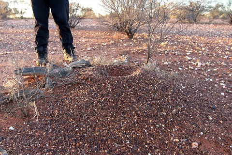 オーストラリアの乾燥地帯で暮らすアリたち