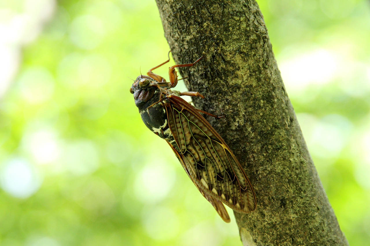 セミはいつまで見られるか ありんこ日記 Antroom