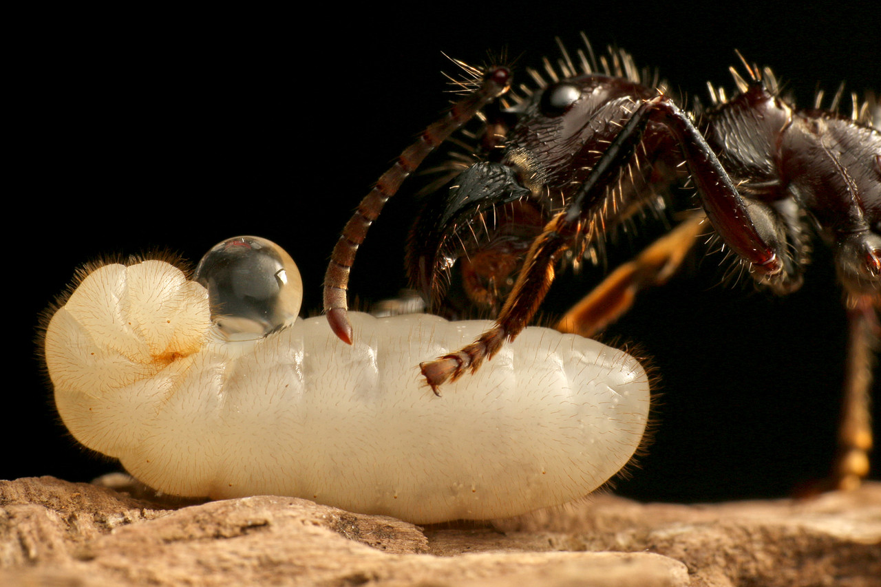 パラポネラ　昆虫標本 サシハリアリ サシハリアリ - Wikipedia