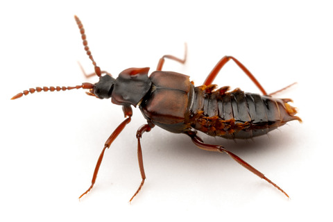 �ϥ�������Υ��ϥͥ�����