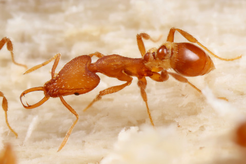 キタウロコアリ