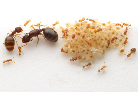 オニコツノアリの飼育