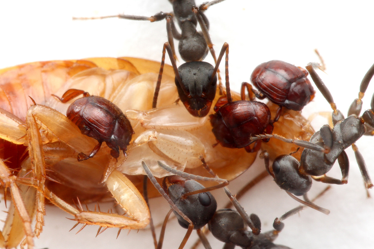 アリの巣で暮らすアカアリヅカエンマムシ : ありんこ日記 AntRoom