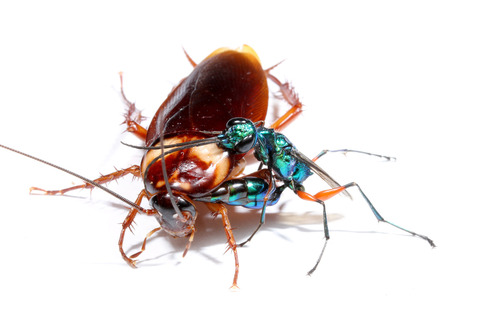 エメラルドゴキブリバチAmpulex compressa