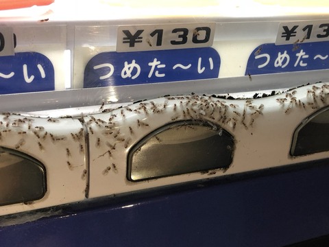 キイロシリアゲアリ 自販機