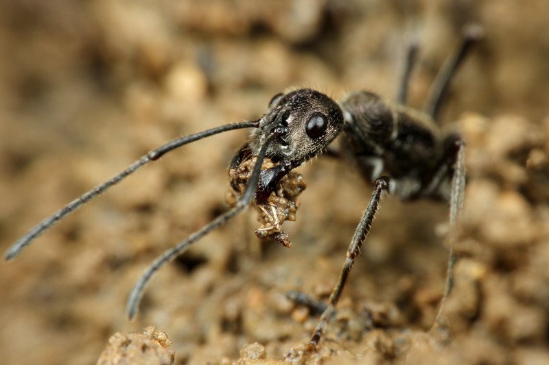 ありんこ日記　AntRoom